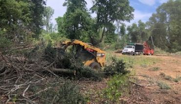 Removing Trees